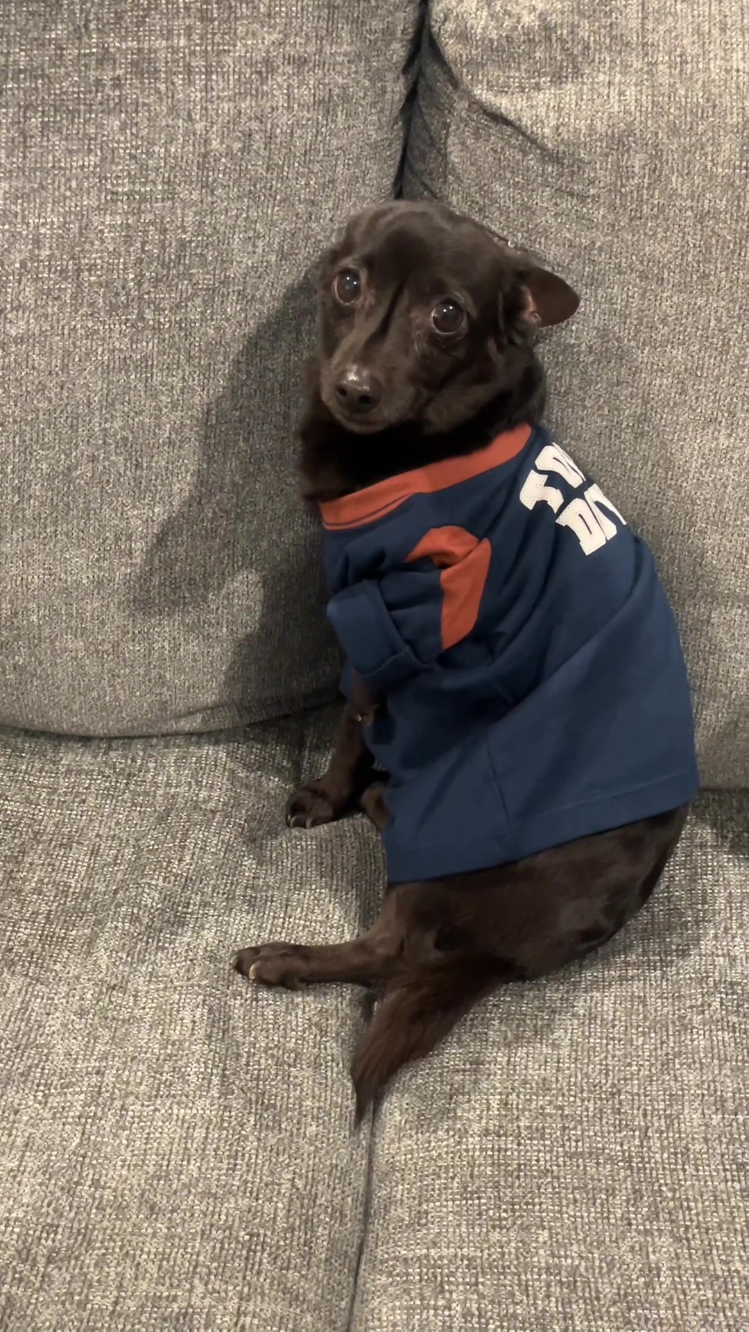 @Blackjack_Chihuahua