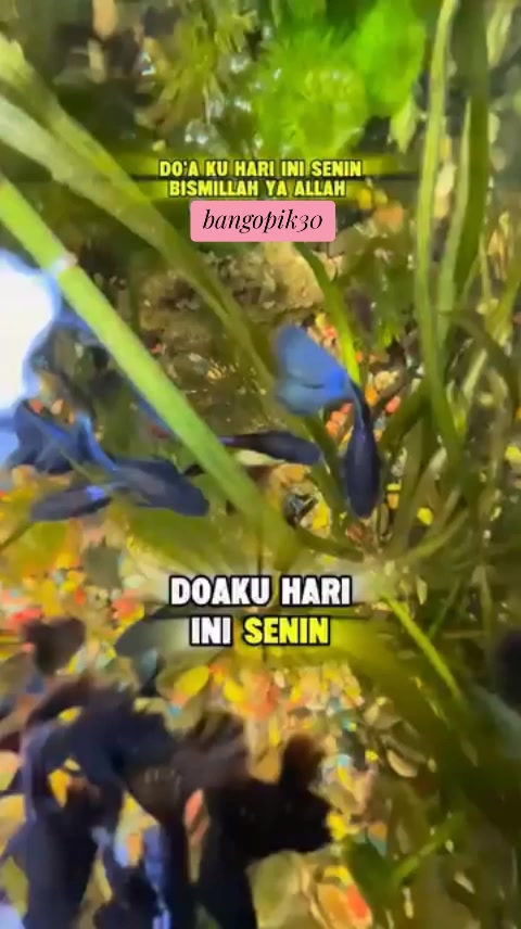 @bang opik