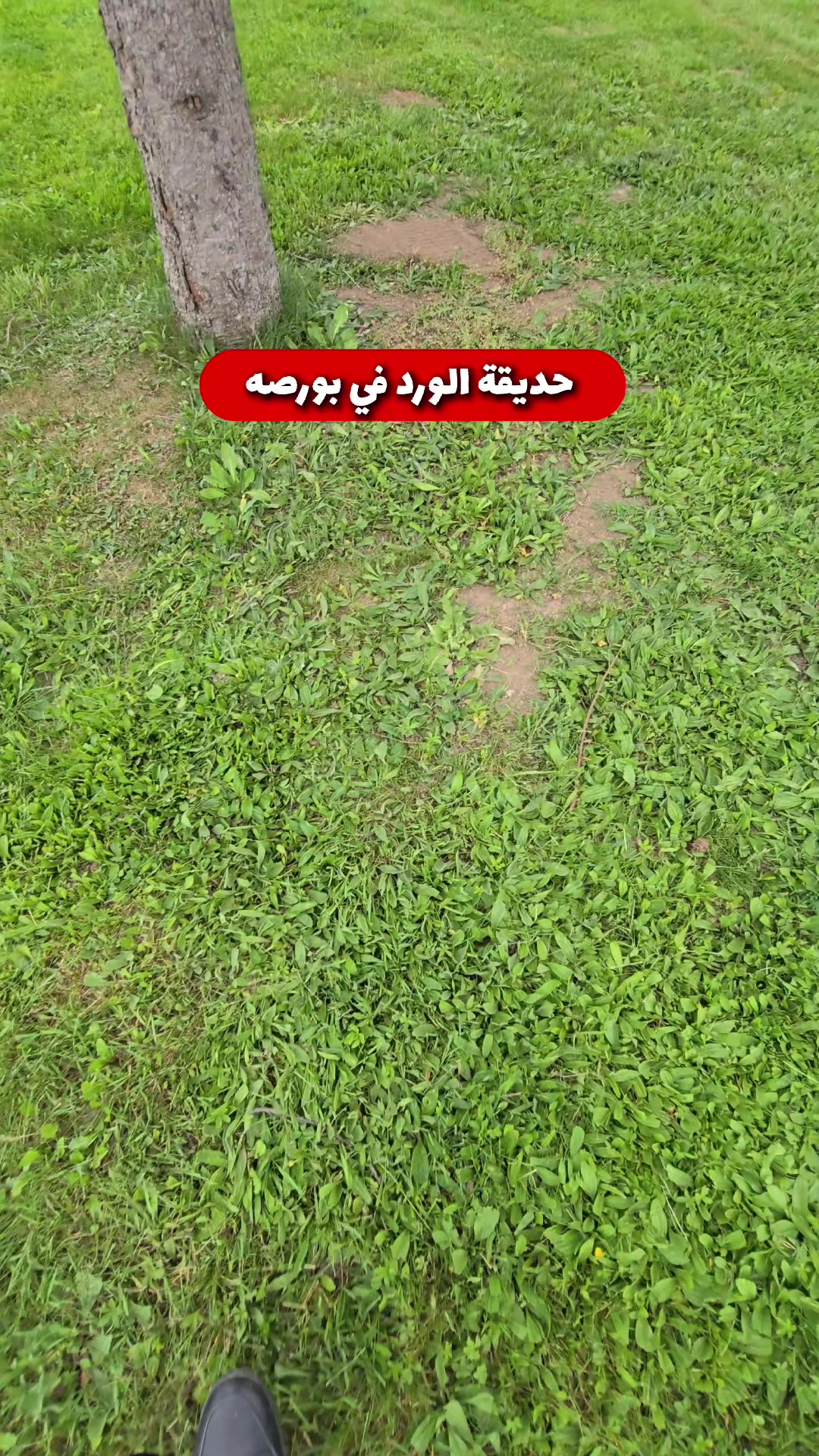 @محمد زيتون