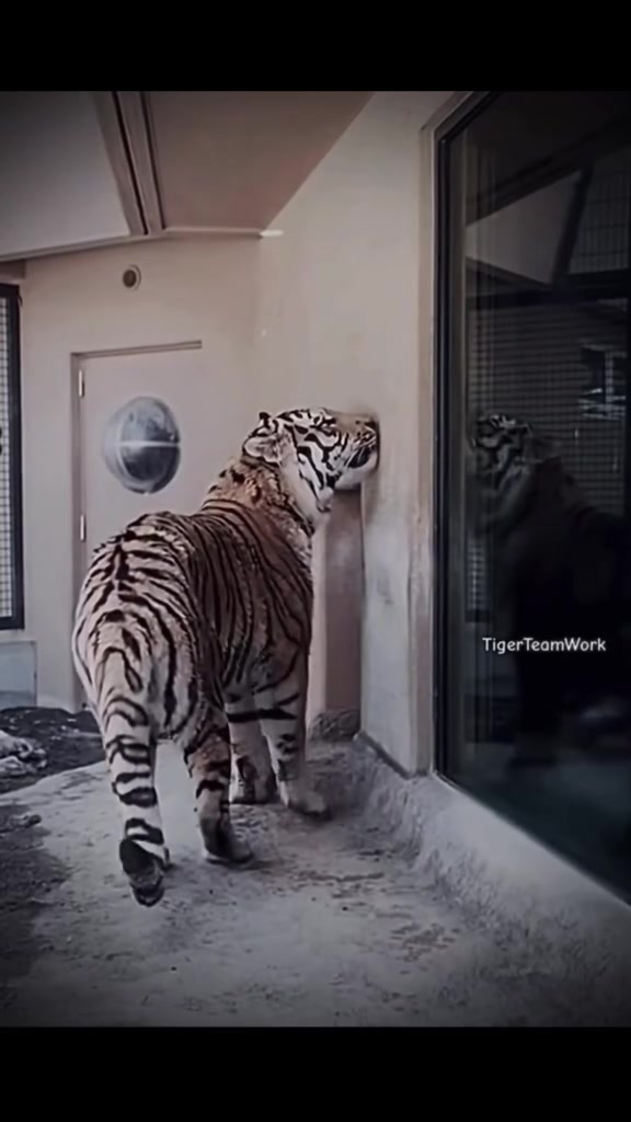 @ღ # 𝑻𝑰𝑮𝑹𝑬𝑺𝑺. 🐅 ❦