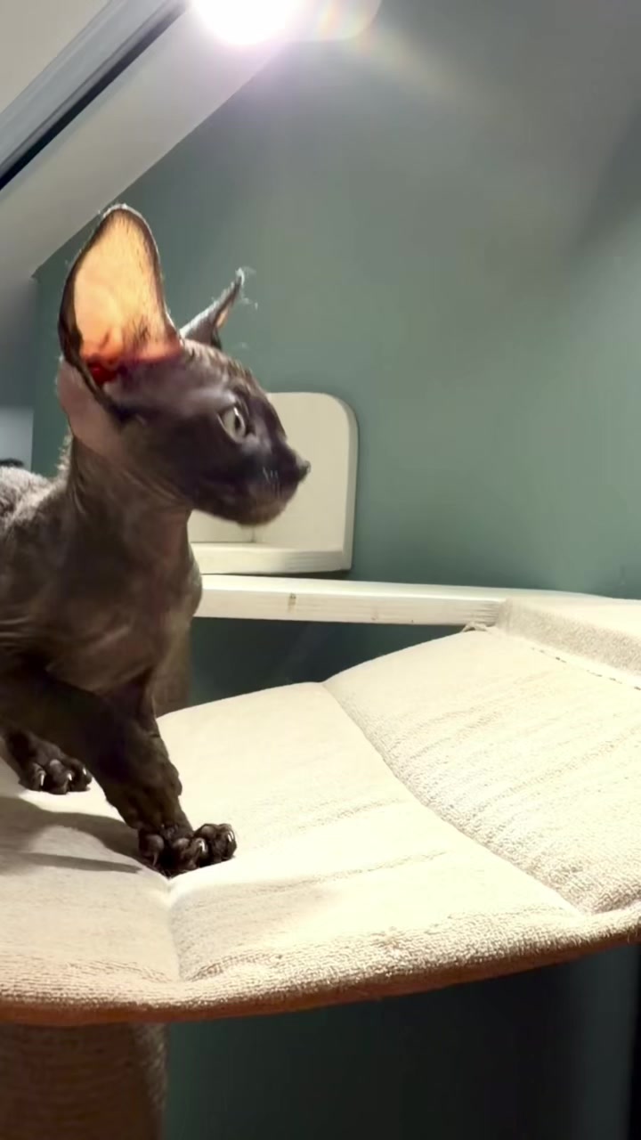 @patimolli_cattery