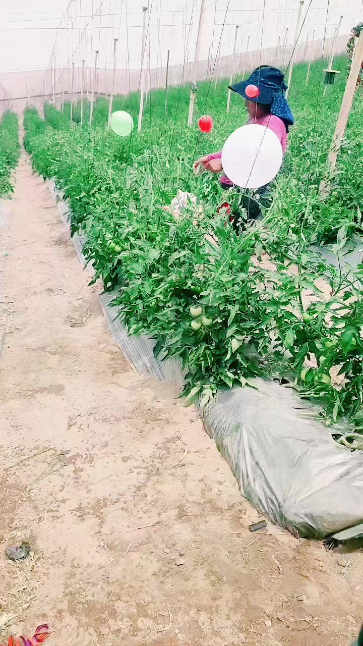 @โ๐บ๐ฆZ_U_L_3๐ฆ๐บโ