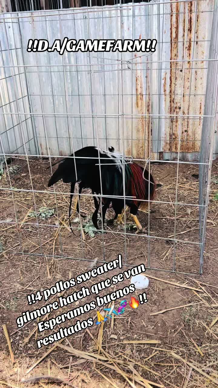 @DAgamefarm