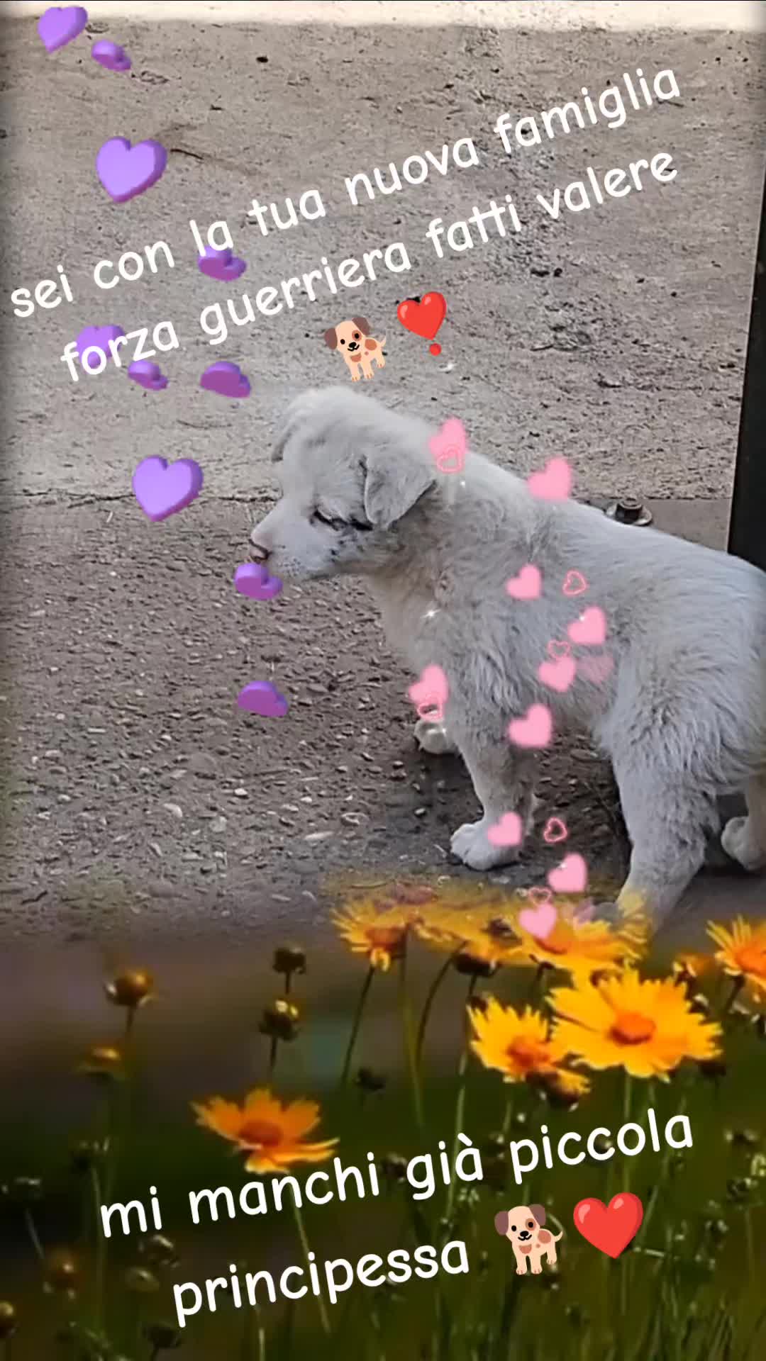 @Caterina.Zanni204