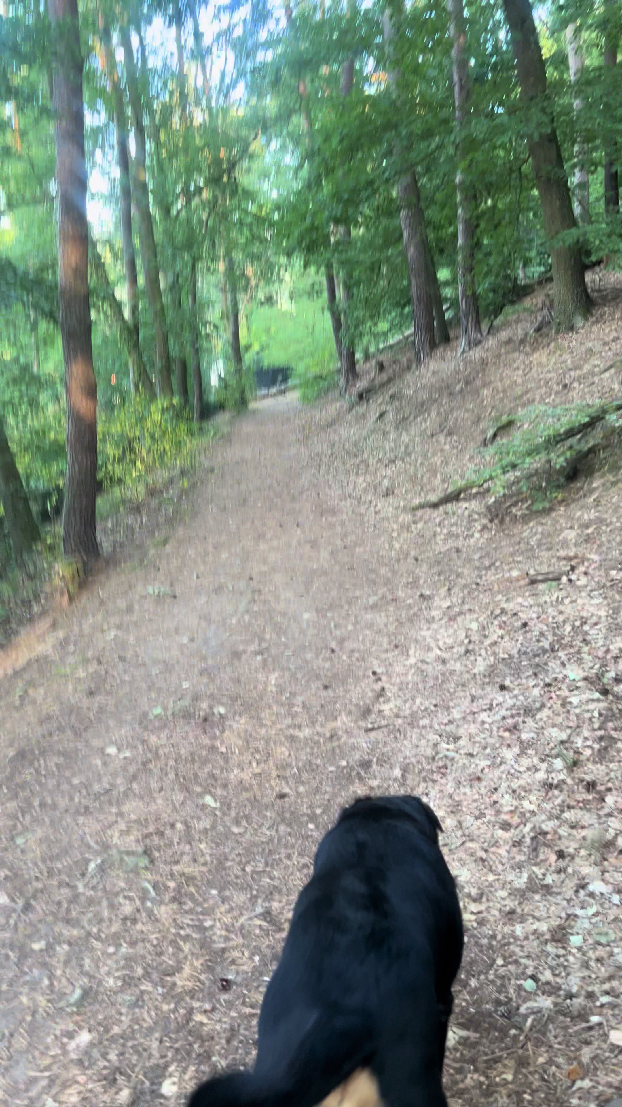 @Lucifer_Rottweiler