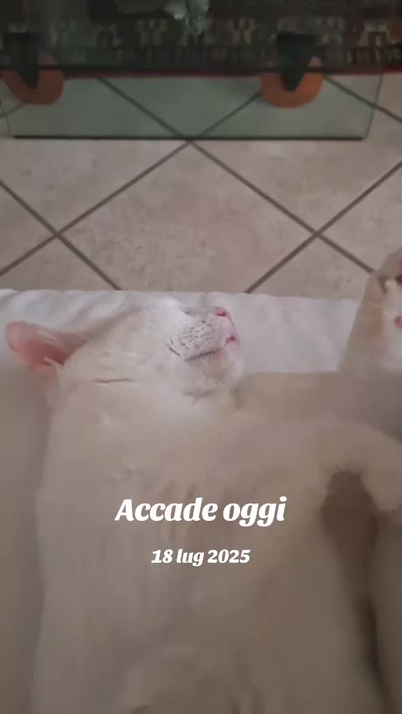 @gattopippo