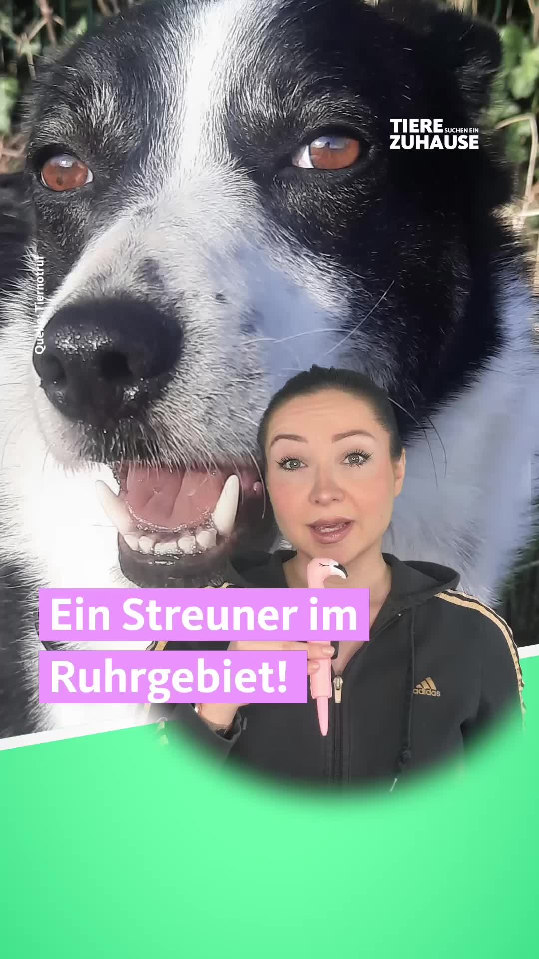 @Tiere suchen ein Zuhause