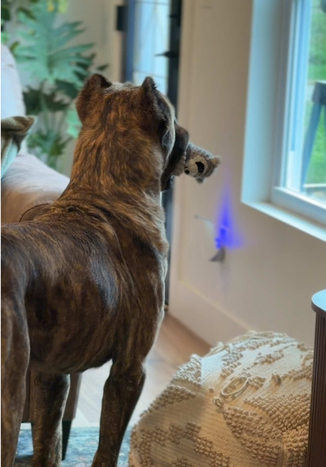 @americana_kennels