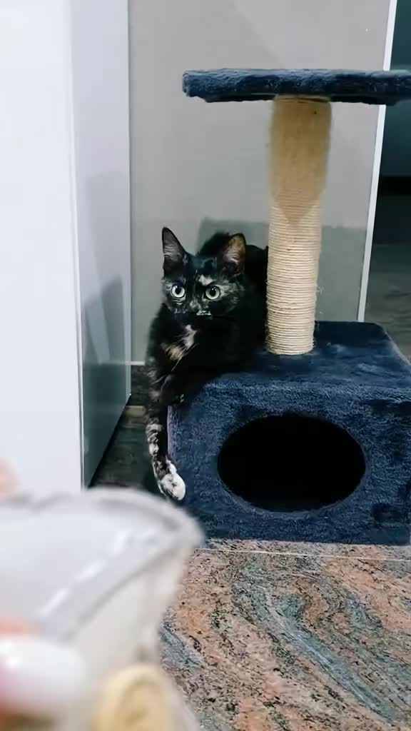 @GlaMurka🐈