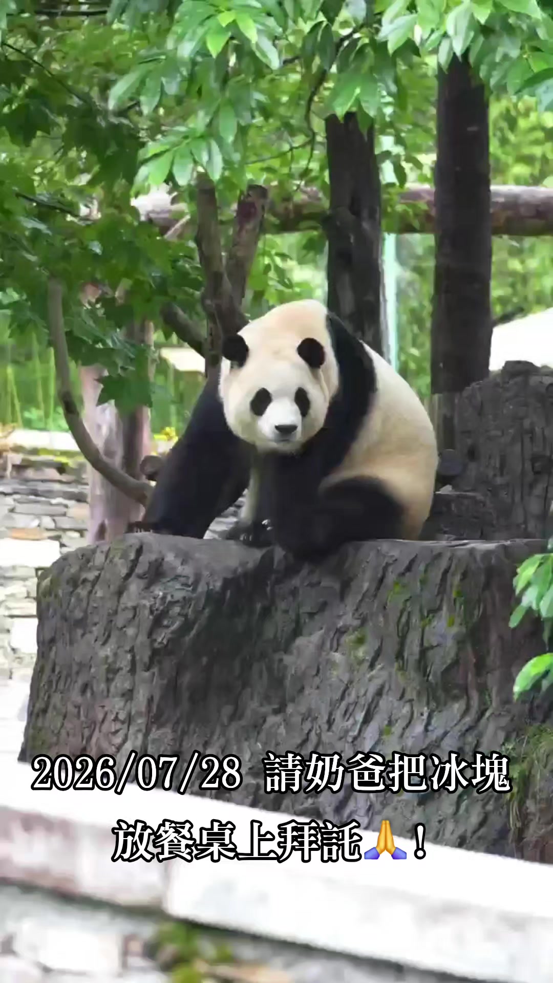 @福寶需要愛的抱抱