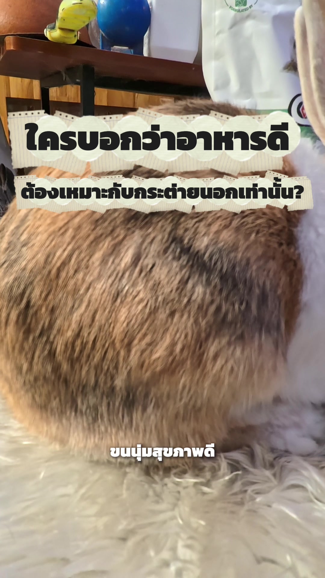 @WelovepetsbyPamornchaiSupply