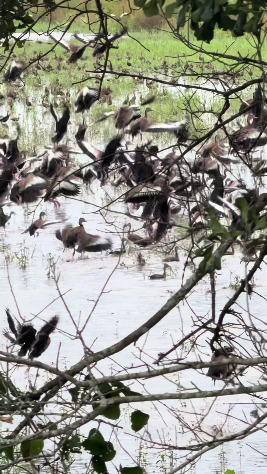 @🦆CYPRESS.FLIGHTS🦆