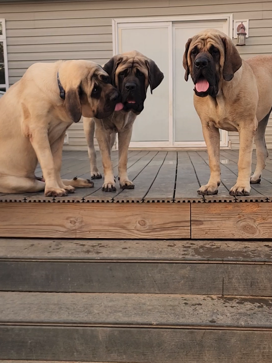 @Big Paw Mastiffs