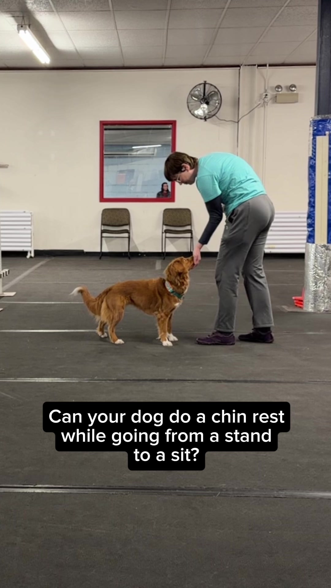 @Laura Waudby - Dog Sports