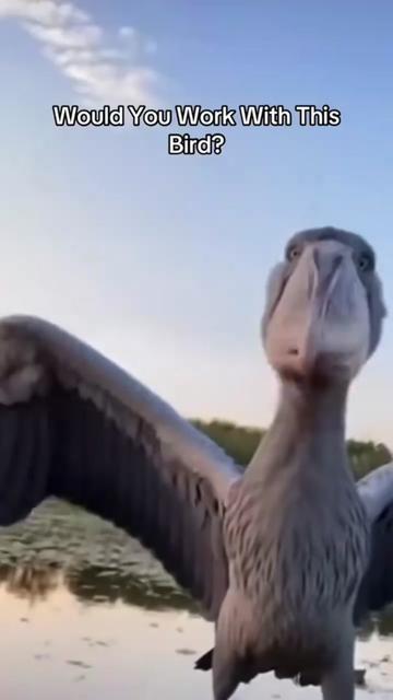 @Kyleb2112