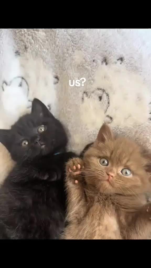 @тгк:русая🐈