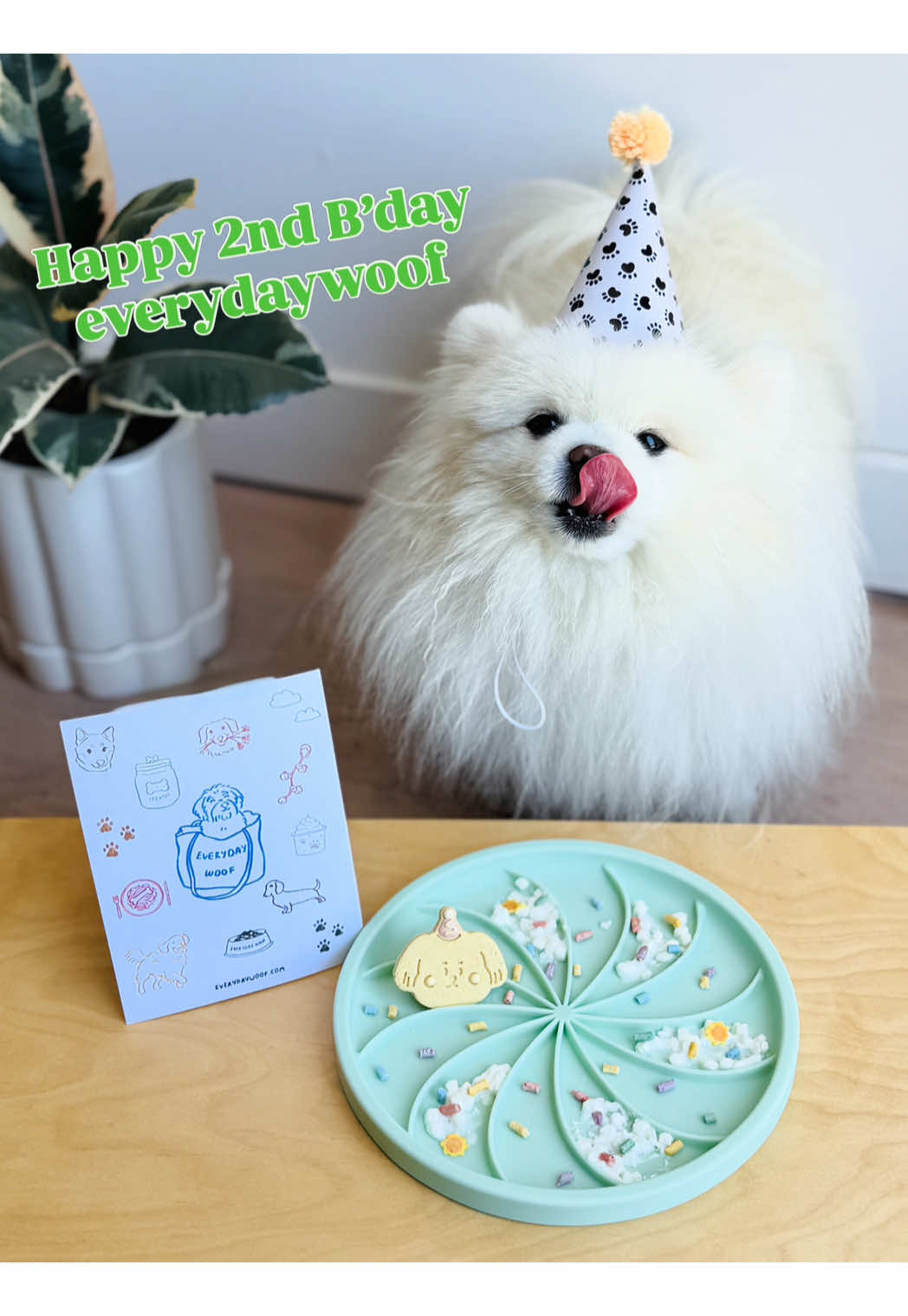 @lil.fluff.ball_mochi