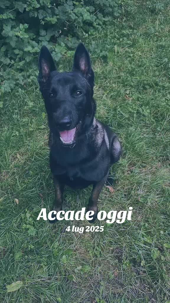 @ULLR&HEL Malinois