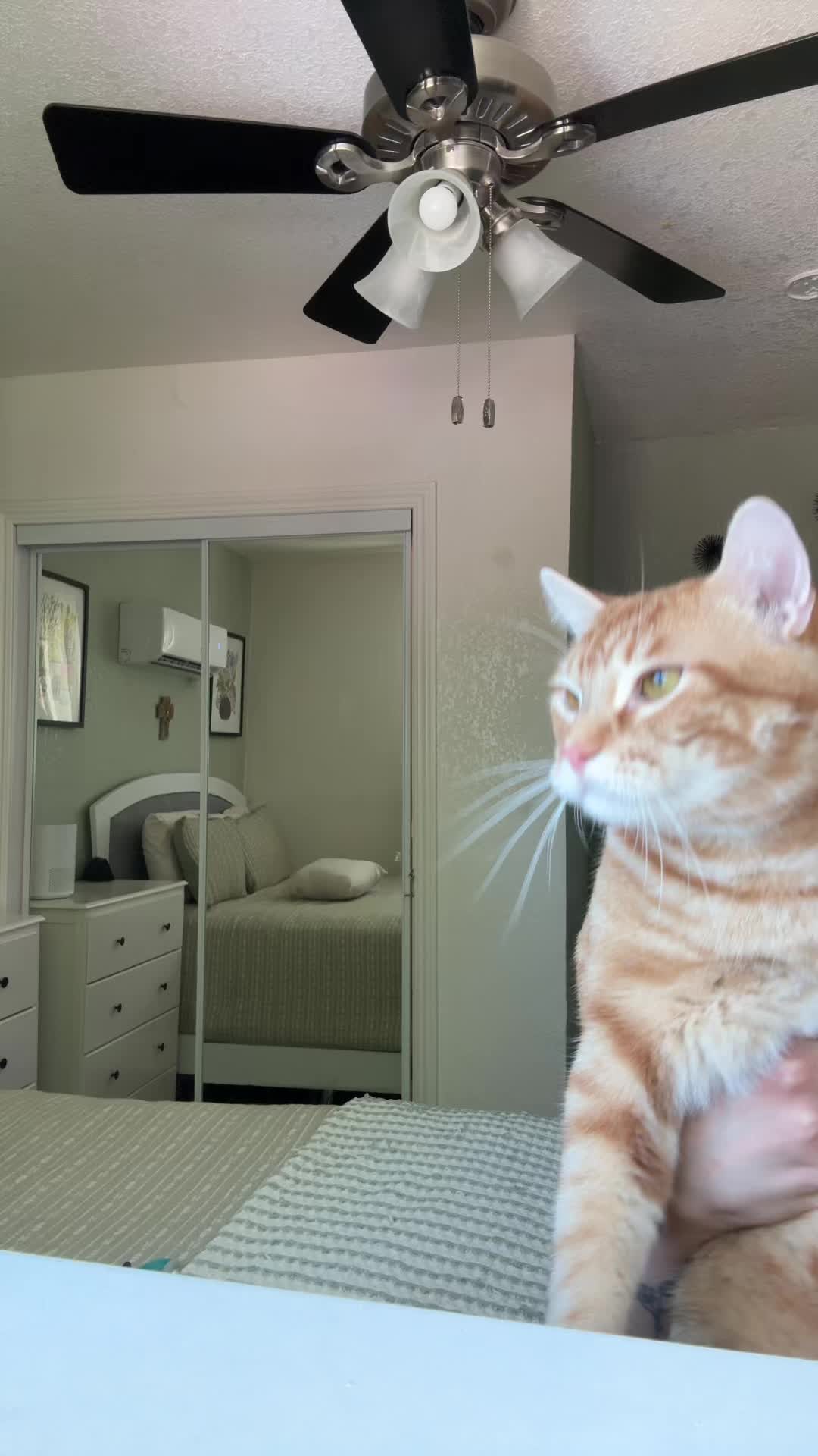 @thedancingcats13