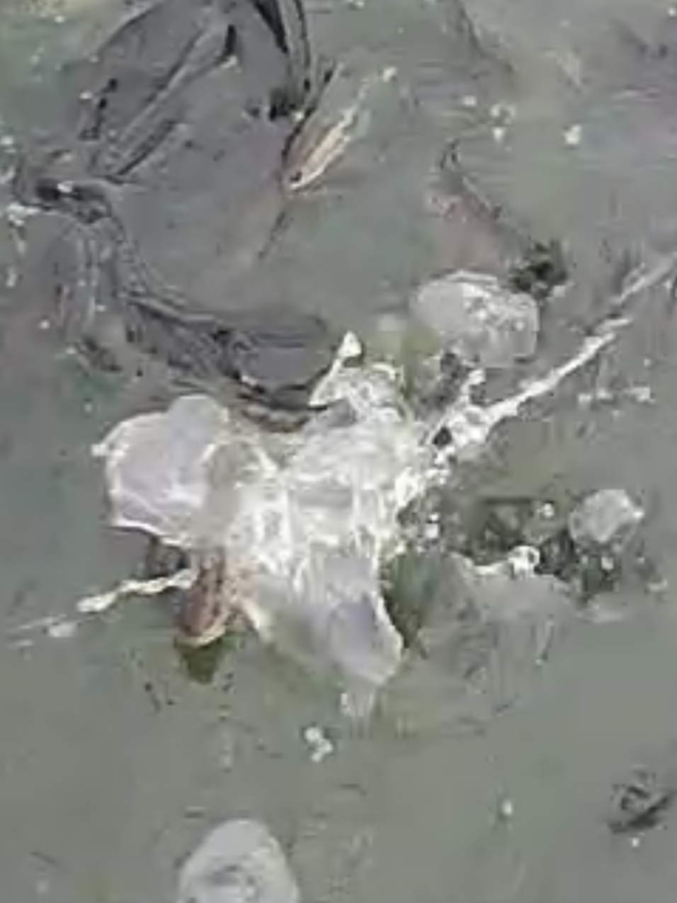 @Cá Chuối Hoa