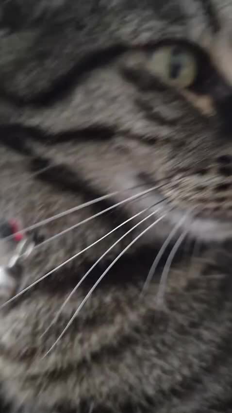@🐾 Catboy Catman Scoop 🐾