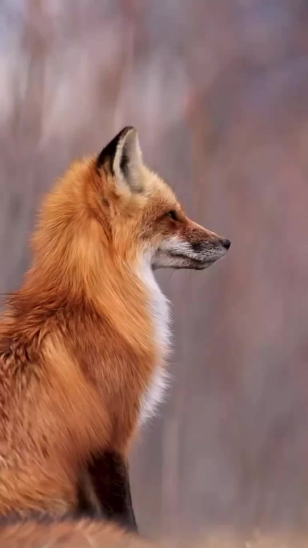 @Oldsilverfur