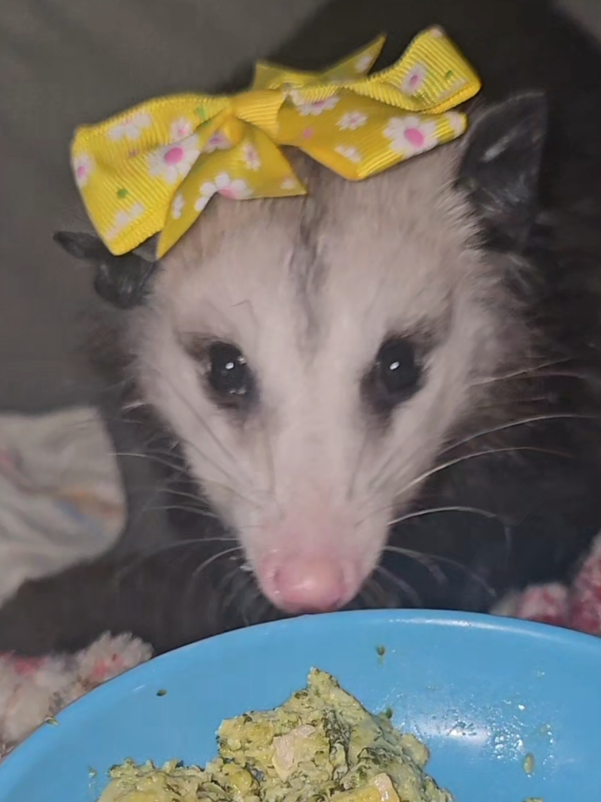 @OPOSSUM/DOG MOMMA Dea