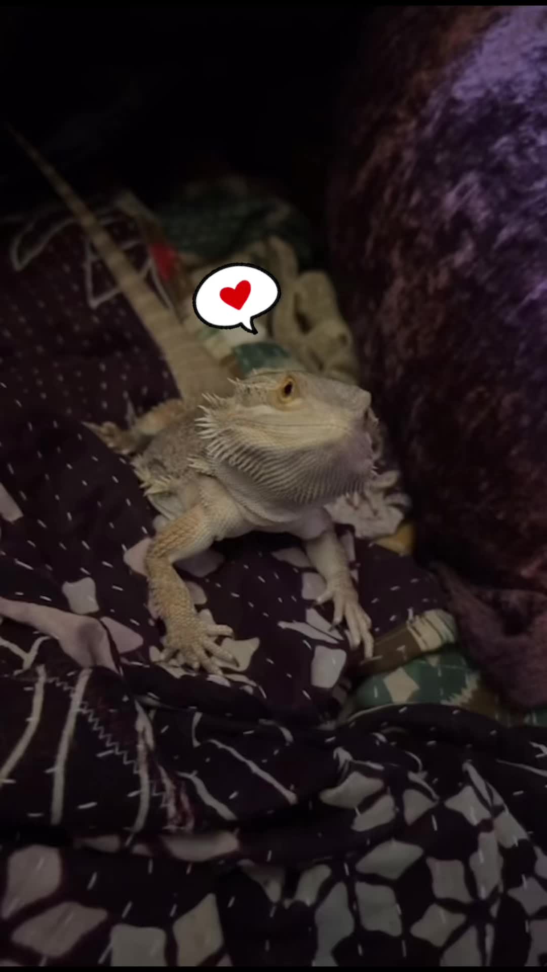 @ᛚᛁᛚᛁᚨᚾᚾ🪲
