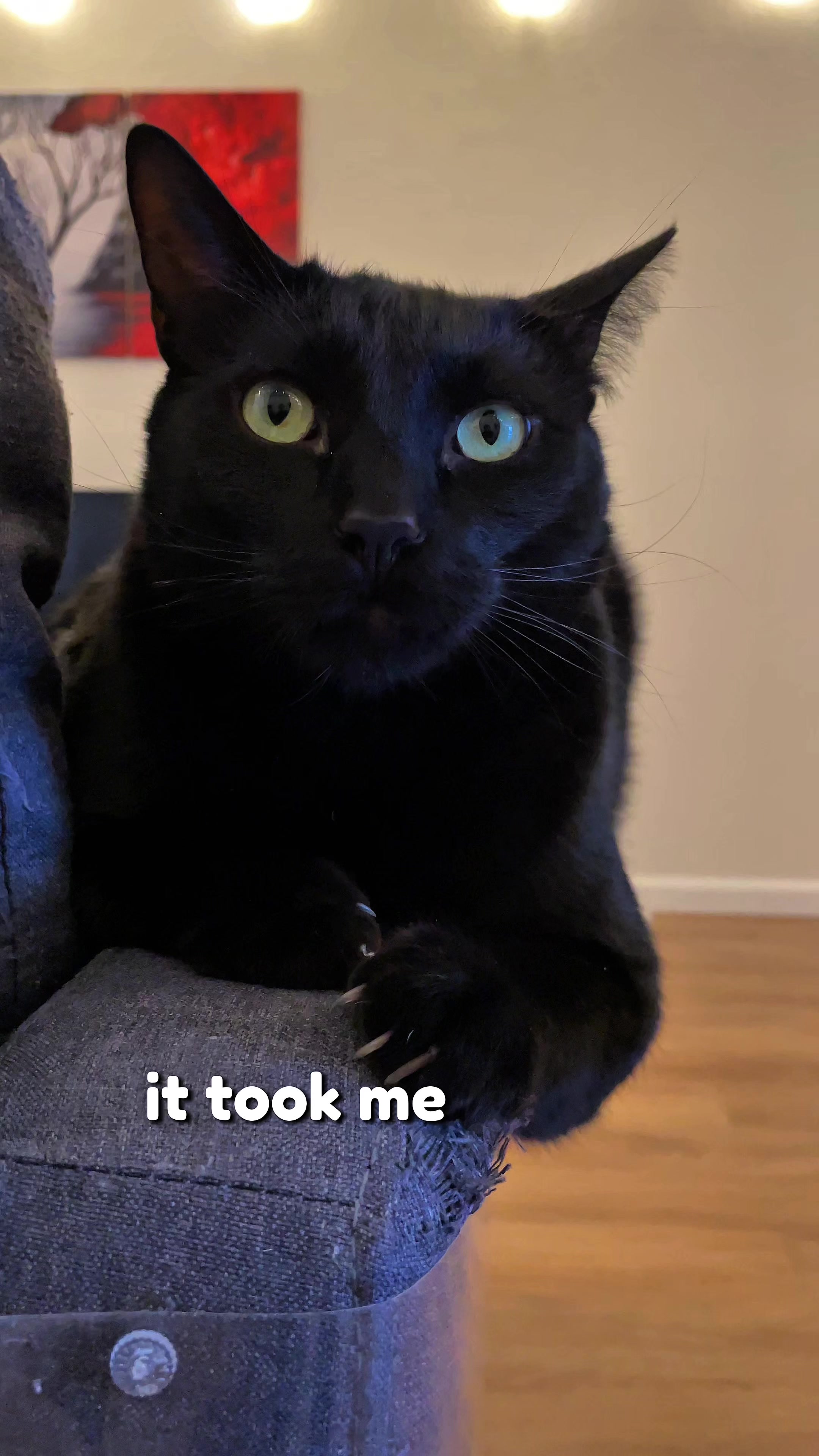 @Leon The Cat Dad