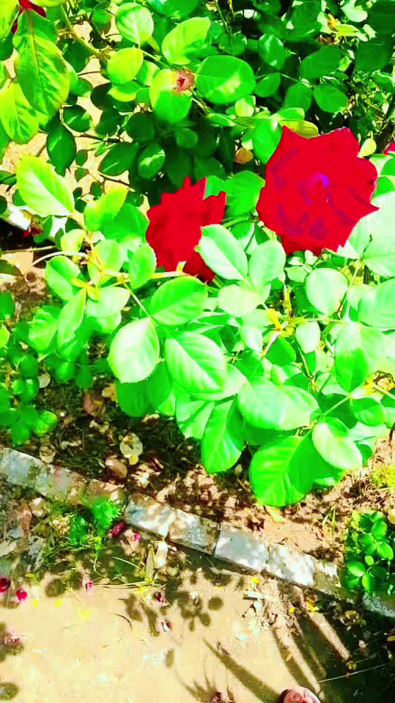 @sohailpanwar