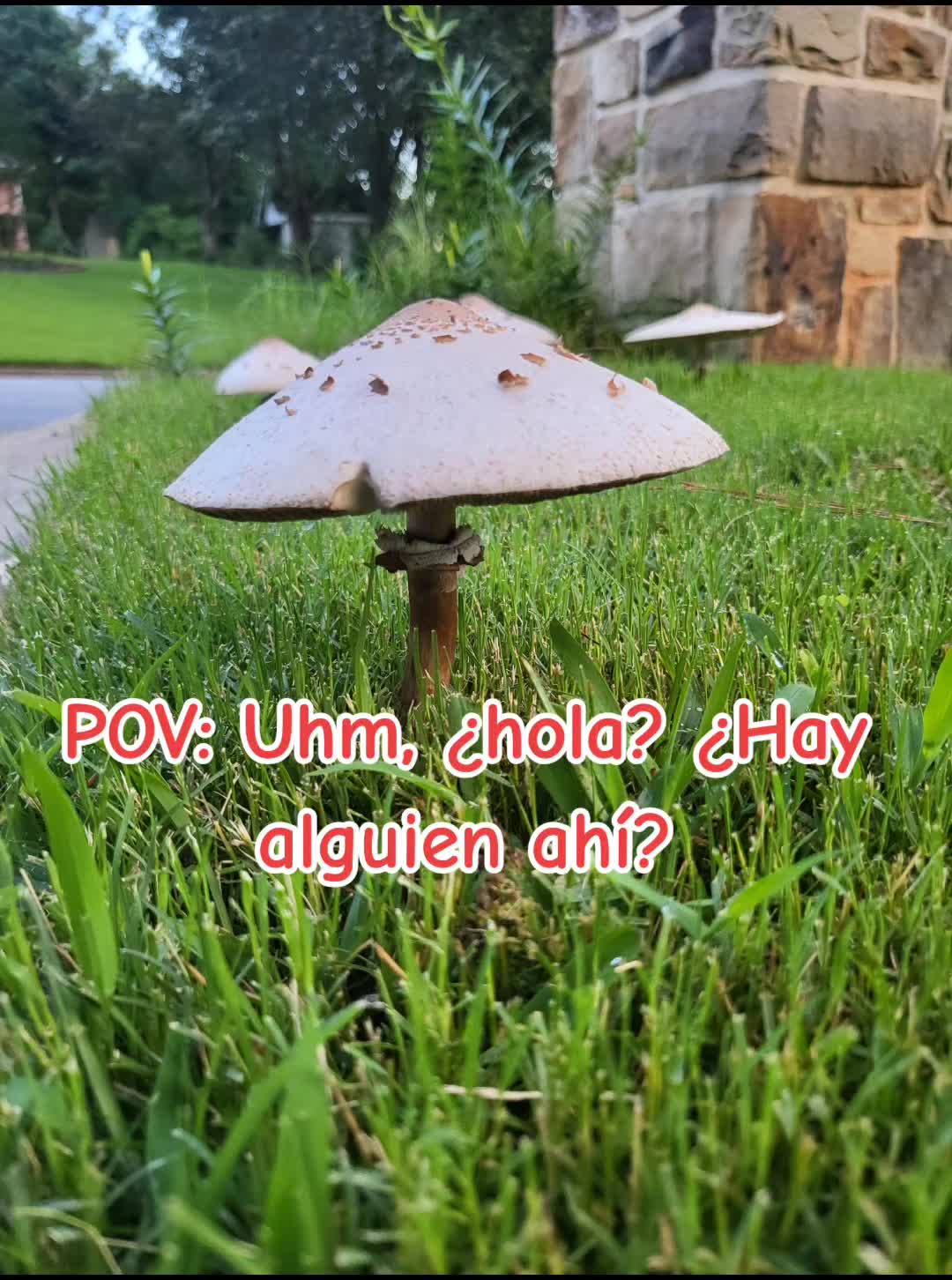 @doly.dfn