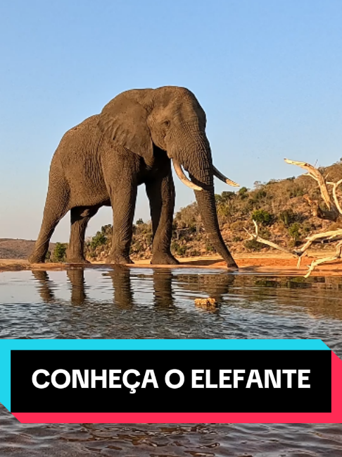 @Curiosidade em Orbita