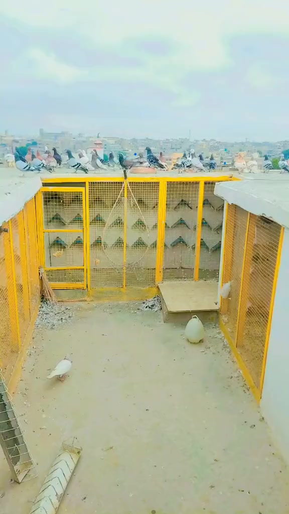 @Saeed King khan