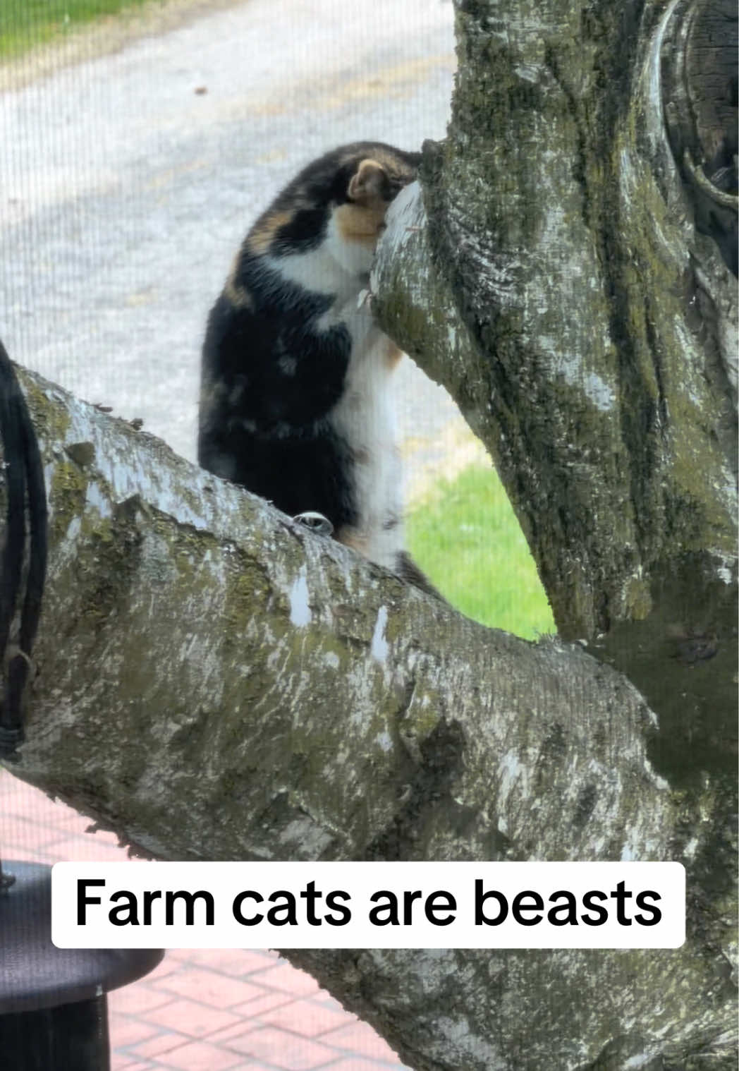 @Farmer Brando