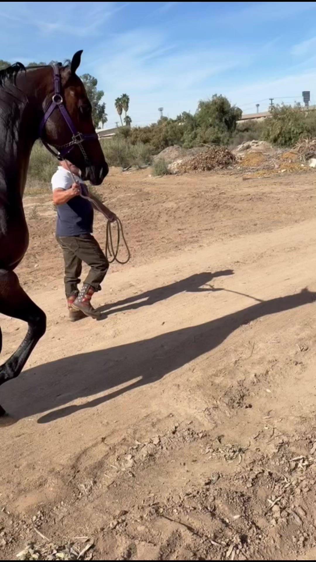 @Farriershoeshorsesnicotina🏇🔨