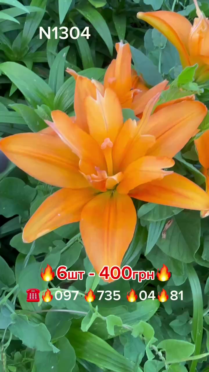 @maxflora0977350481