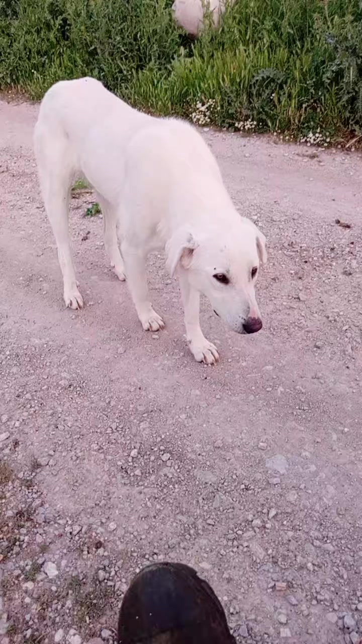 @Mustafa✔️Malçok✔️