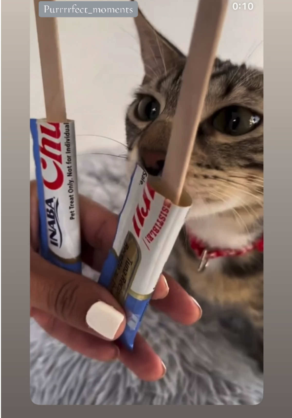 @Purrrrfect Moments