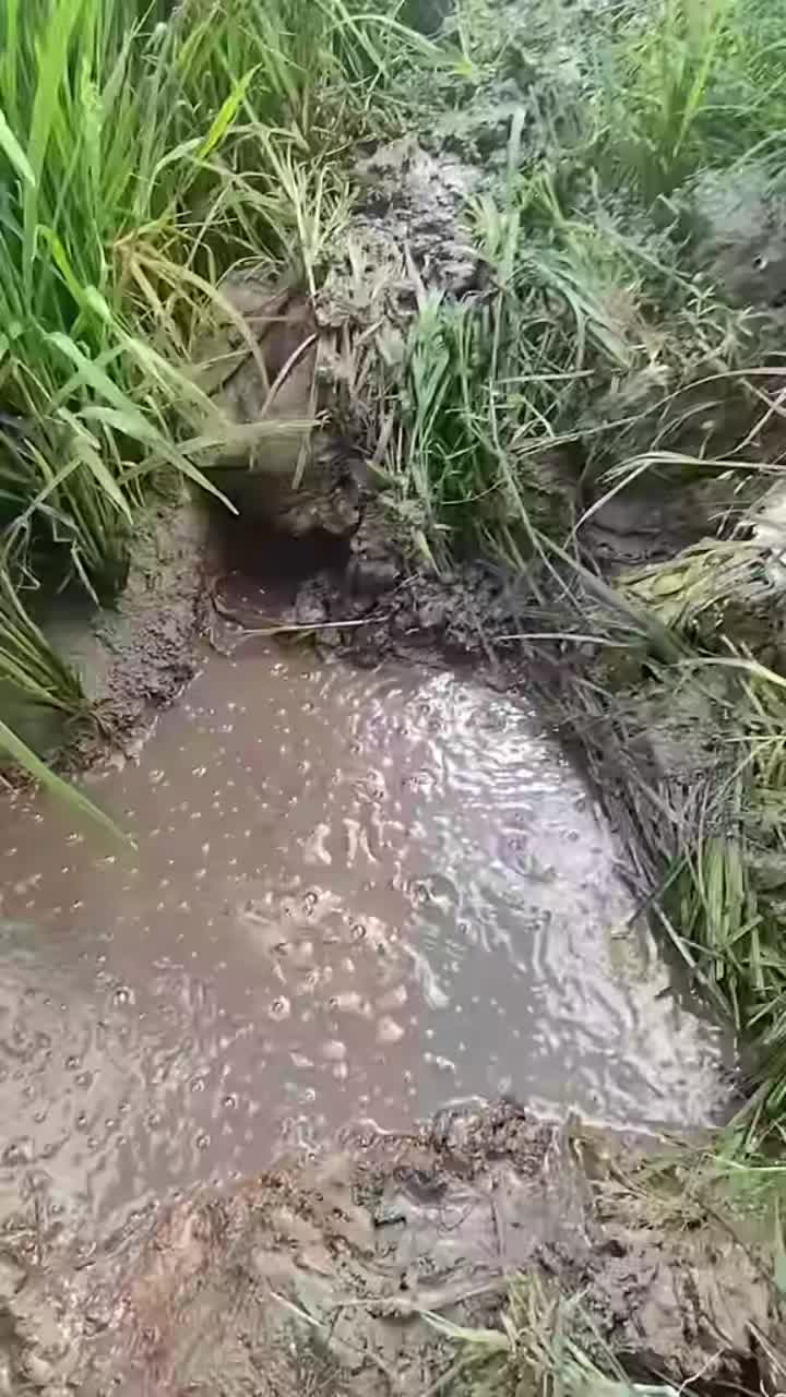 @Donjo