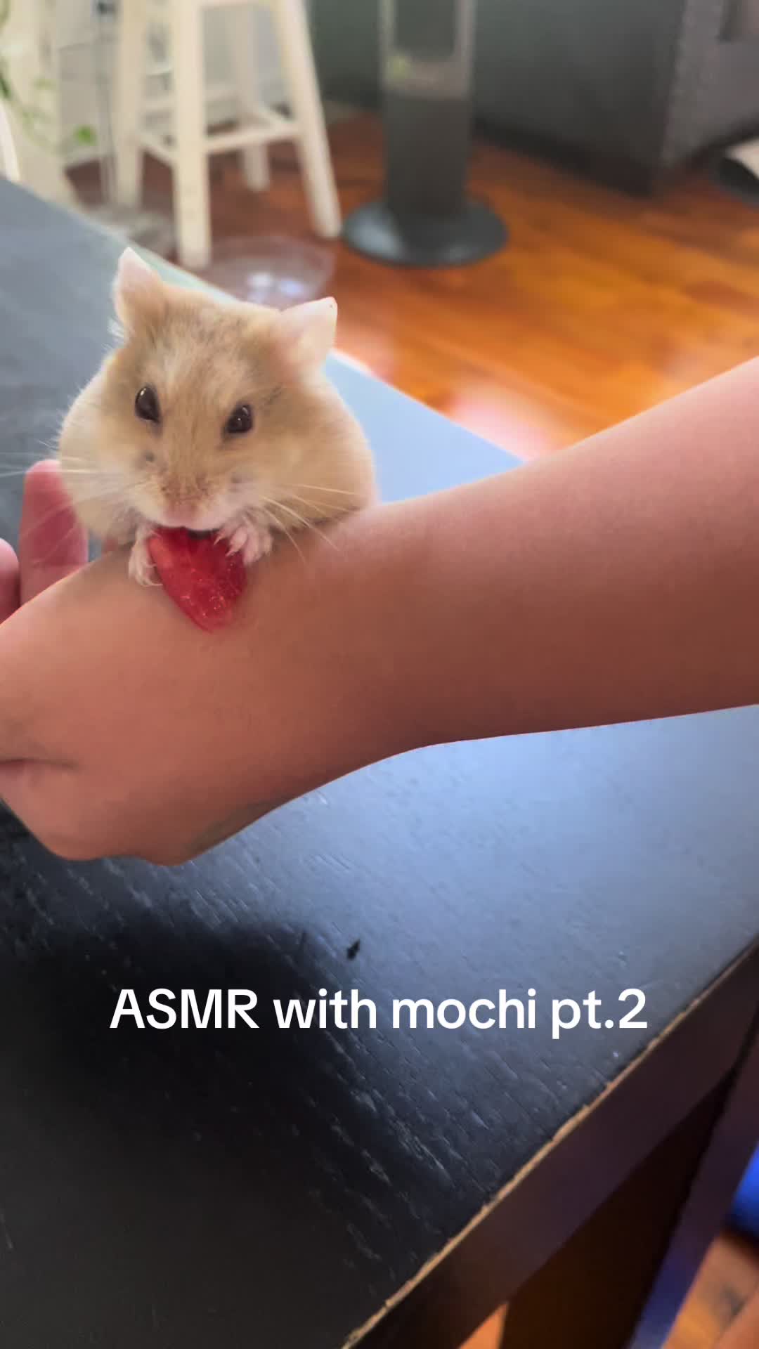 @MoChi&CoCo