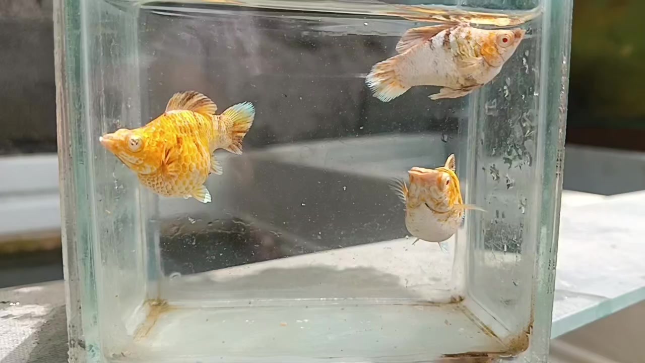 @dexx aquatics