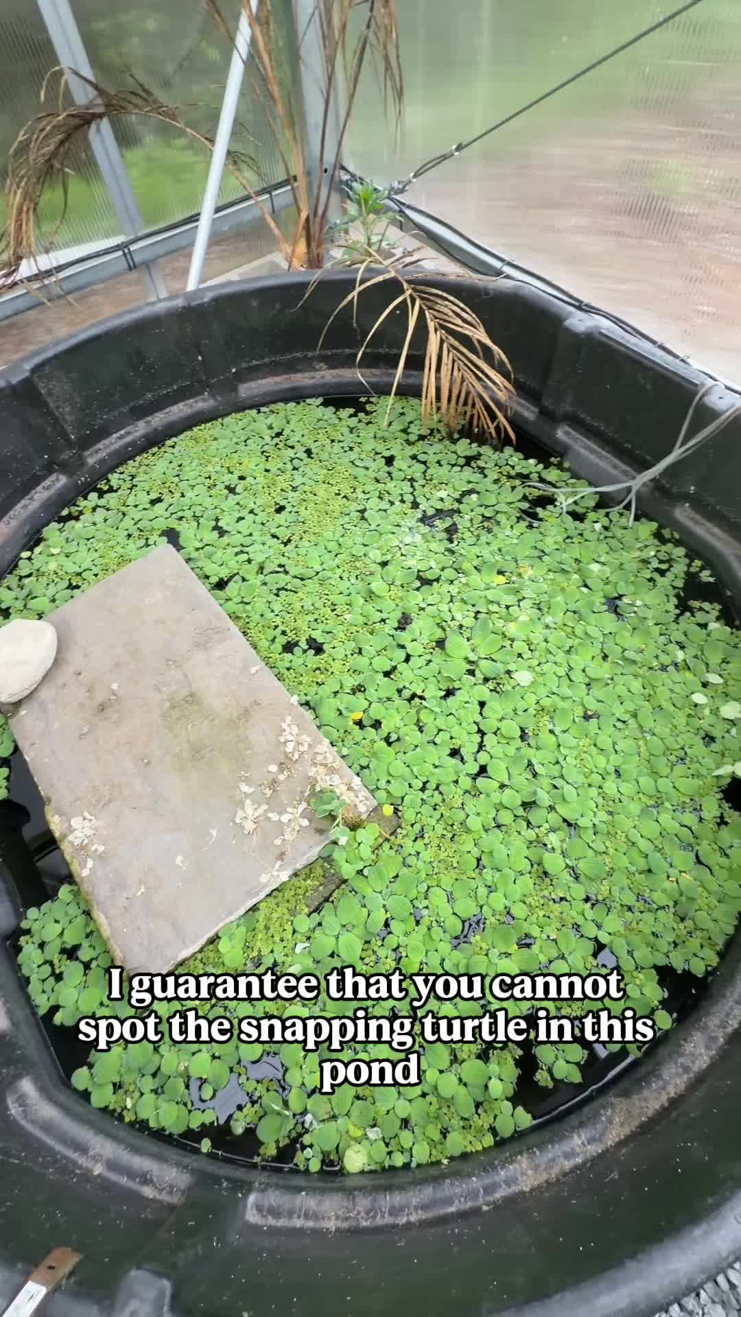 @The Goldfish Guy