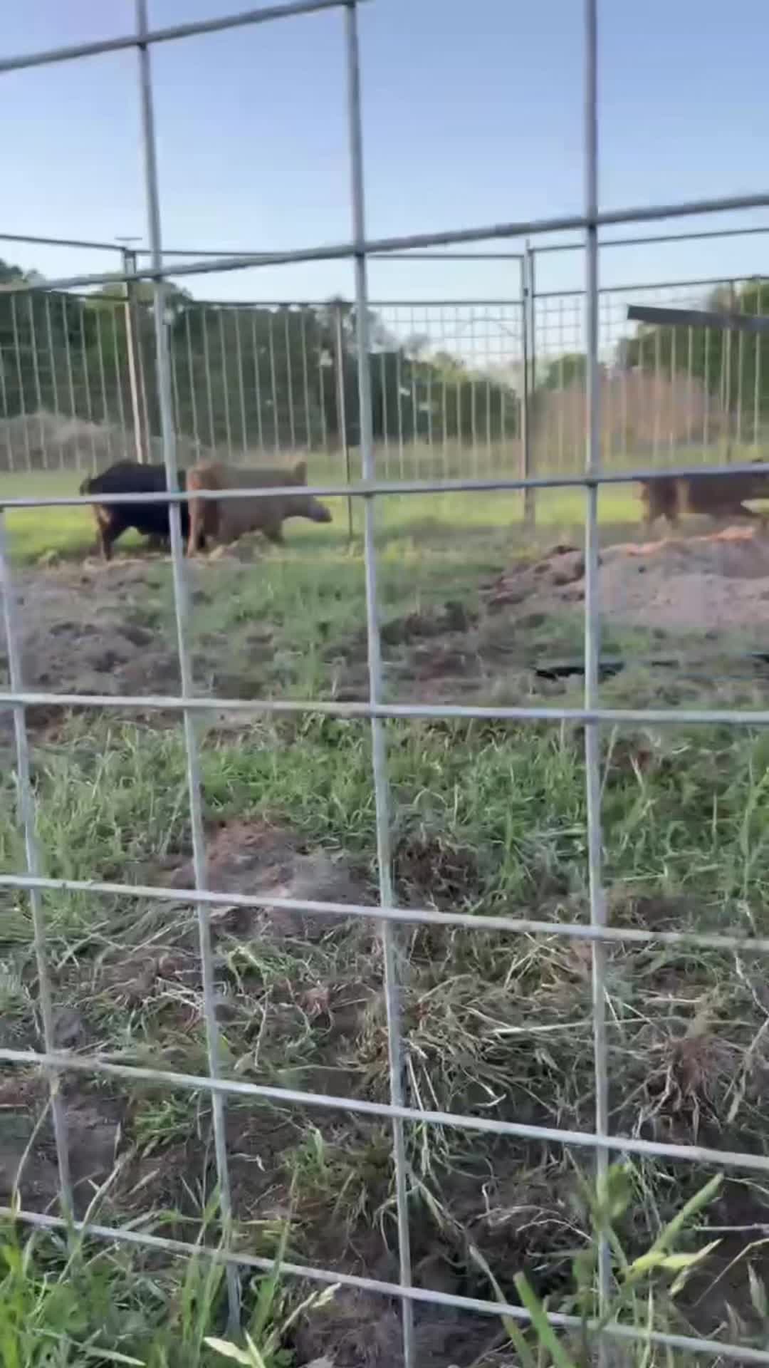 @Hog Brothers Custom Hog Traps