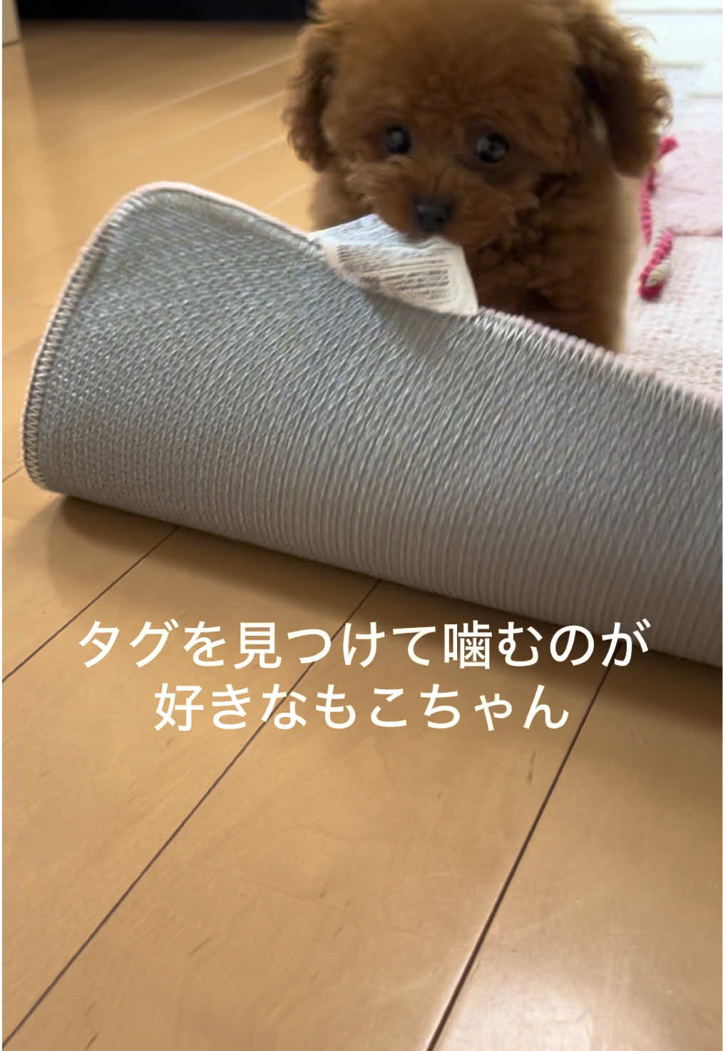 @もこ