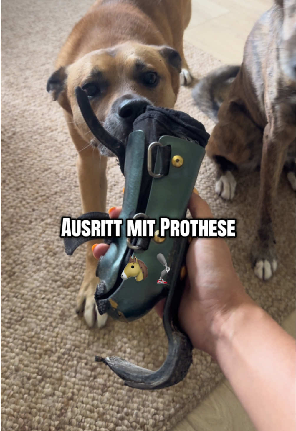 @mother of dogs