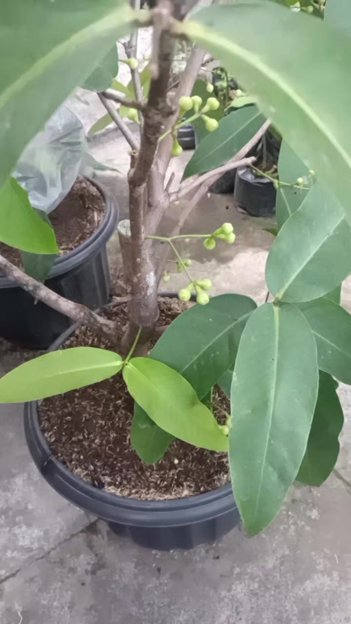 @Berkebun Berkah