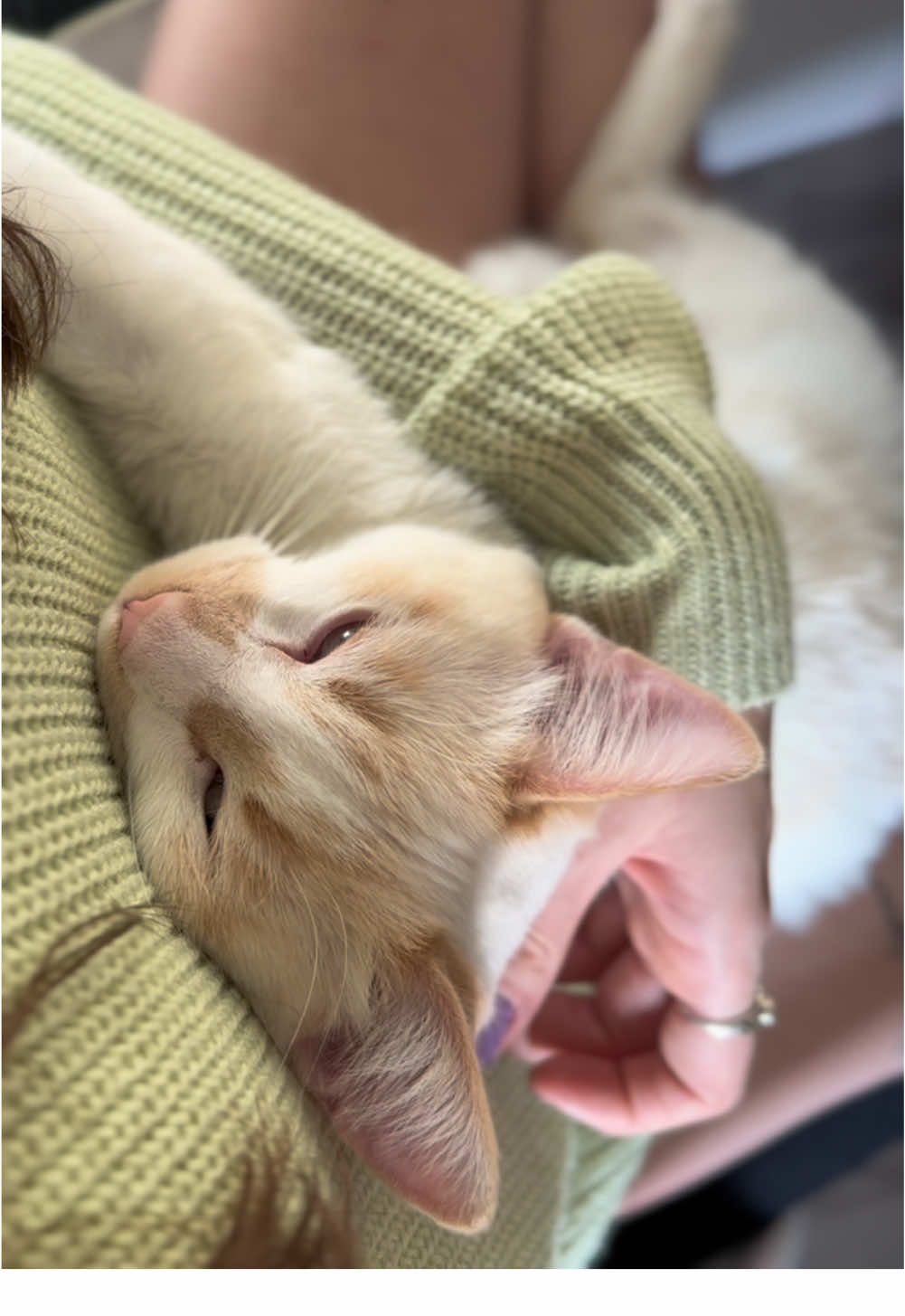 @Gizmo & Falkor🇨🇦🐾