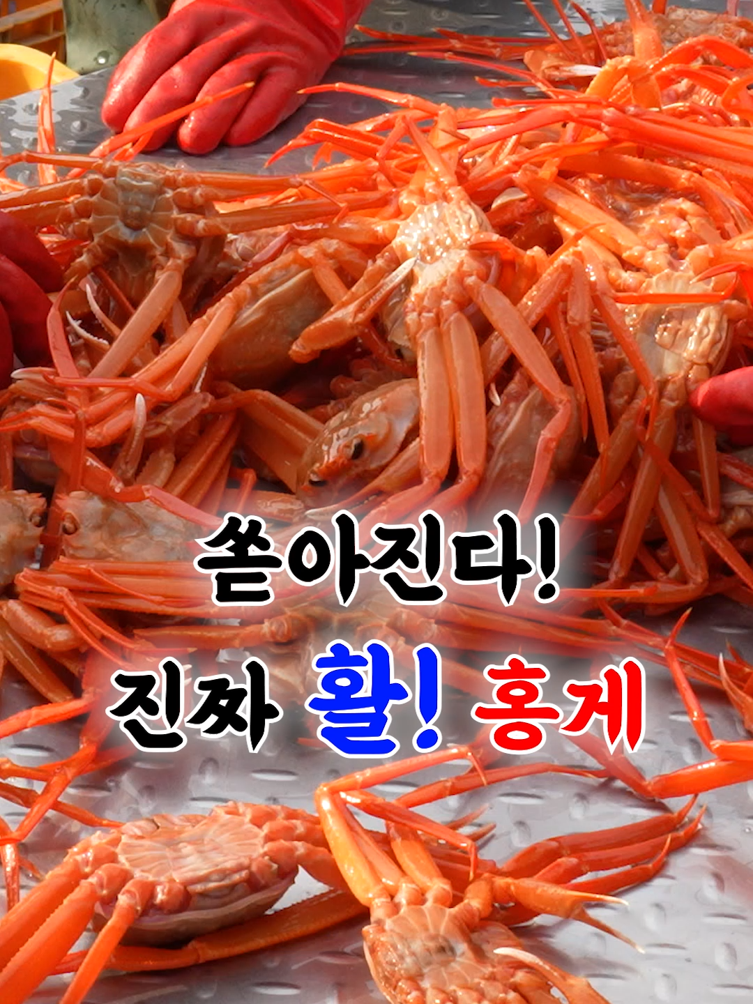 @싱싱헌터스