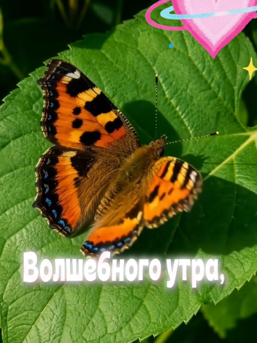 @ЕленаУтро