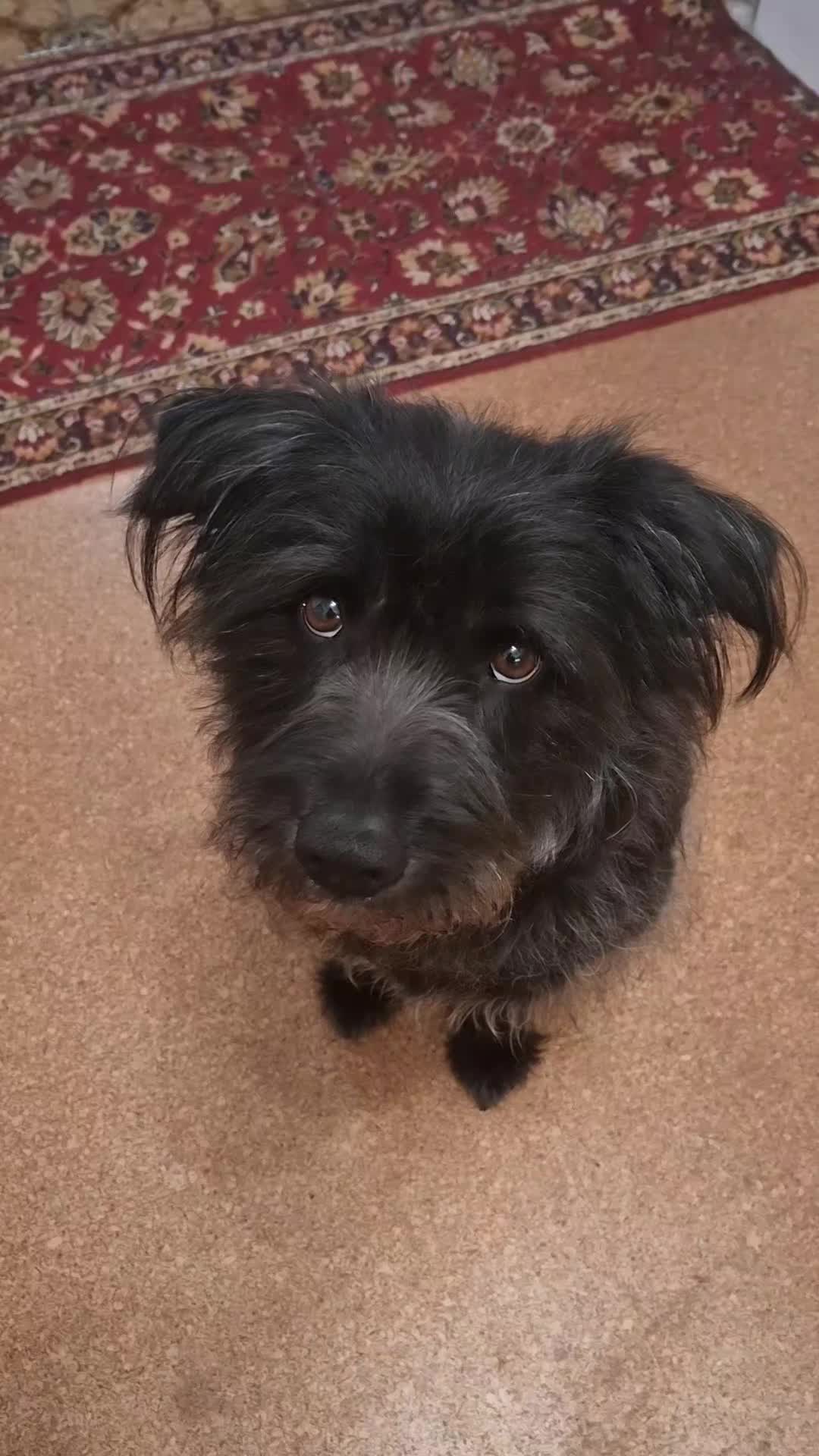 @DOG